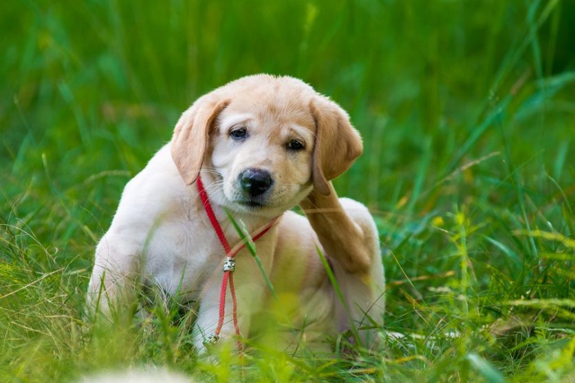 Puppy sitting in grass scratching her neck