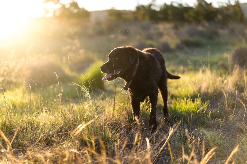 Happy old dog in a field