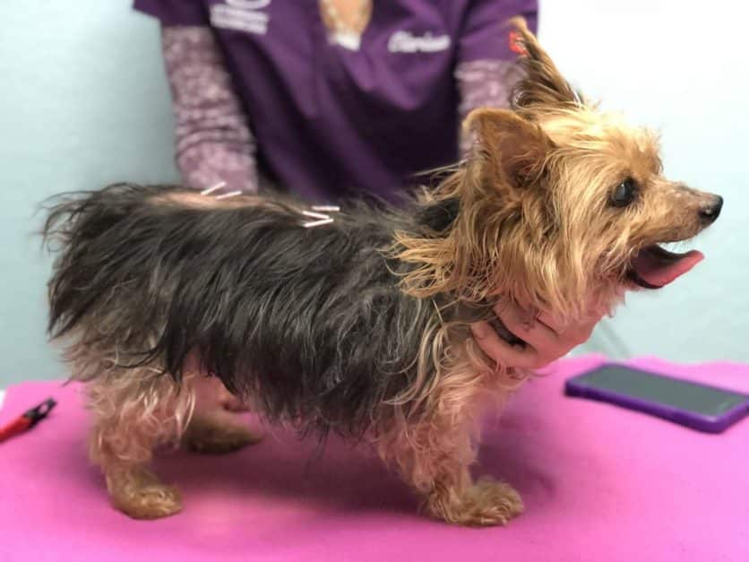 La Grange KY Veterinarian Dog Acupuncture