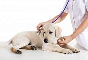 La Grange KY Veterinarian Dog Checkup
