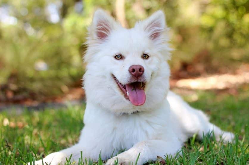 A happy white dog sitting in grass